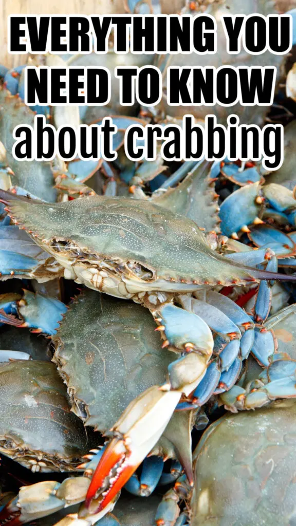 blue claw crabs