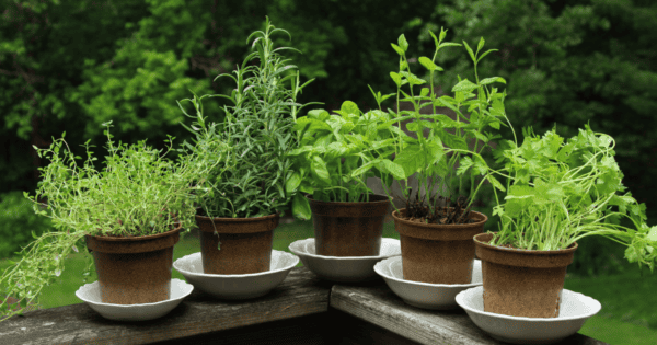 Best Herbs to Grow for Cooking (Easy, Everyday Use)