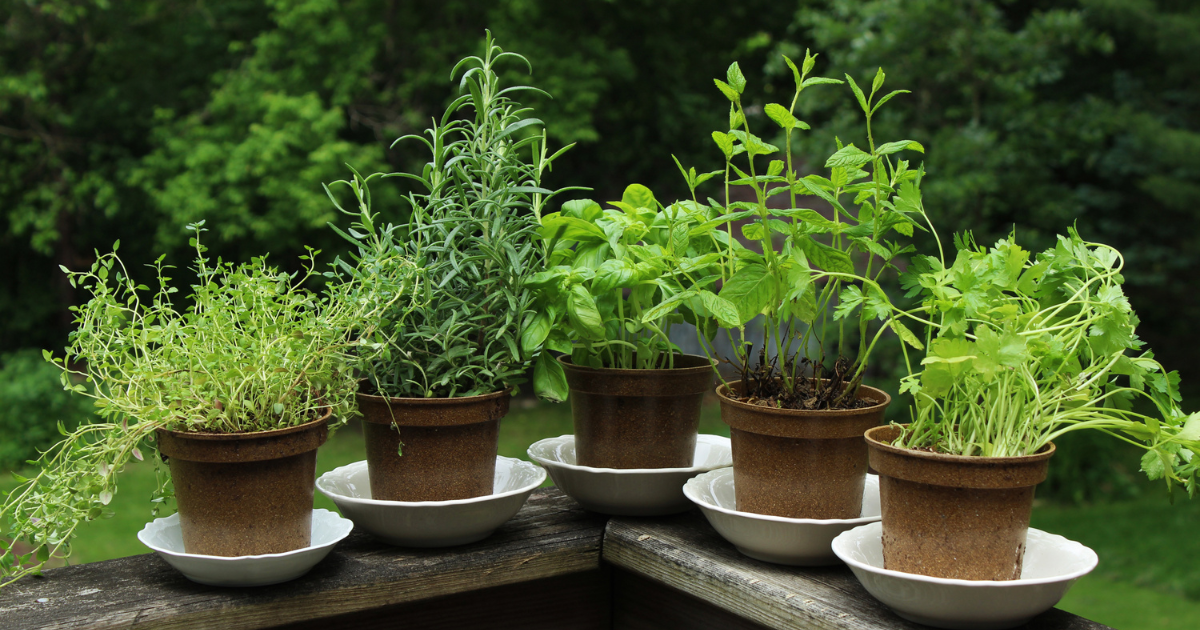 Best Herbs to Grow for Cooking (Easy, Everyday Use)