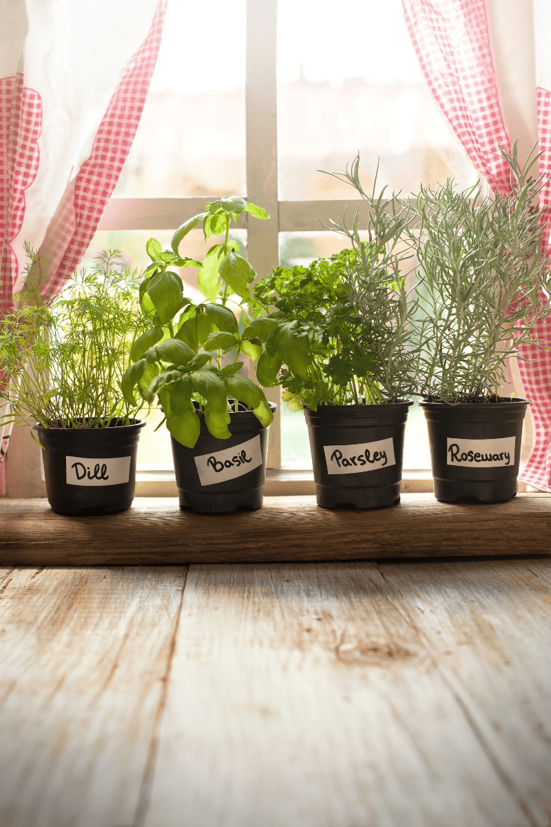Best Herbs to Grow for Cooking (Easy, Everyday Use)
