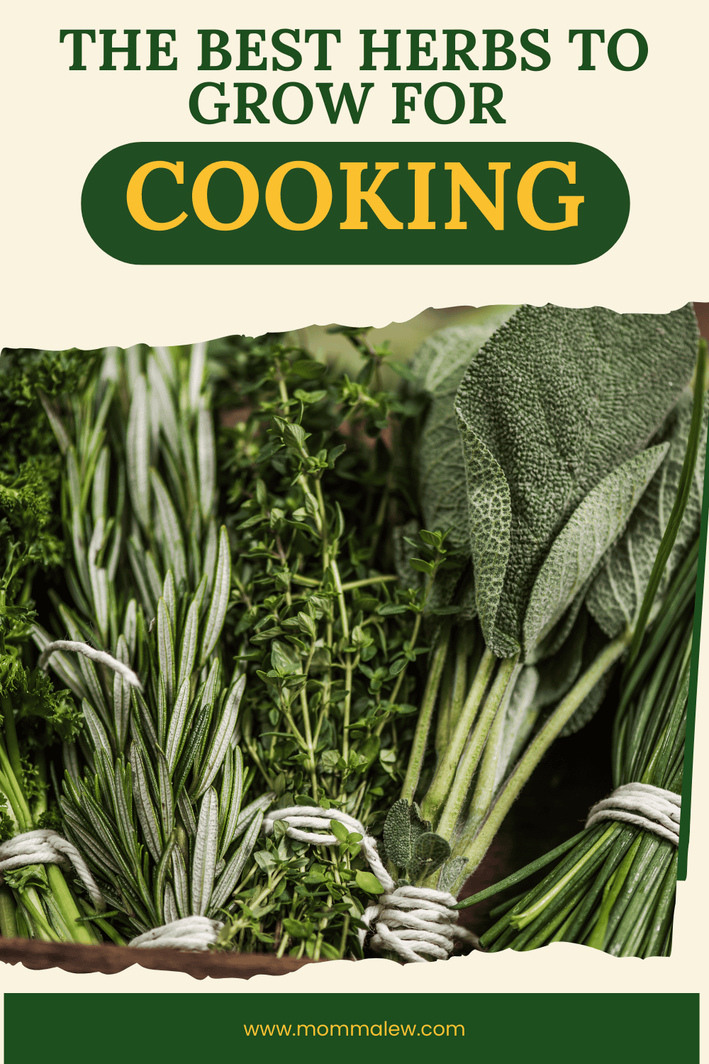 Best Herbs to Grow for Cooking (Easy, Everyday Use)